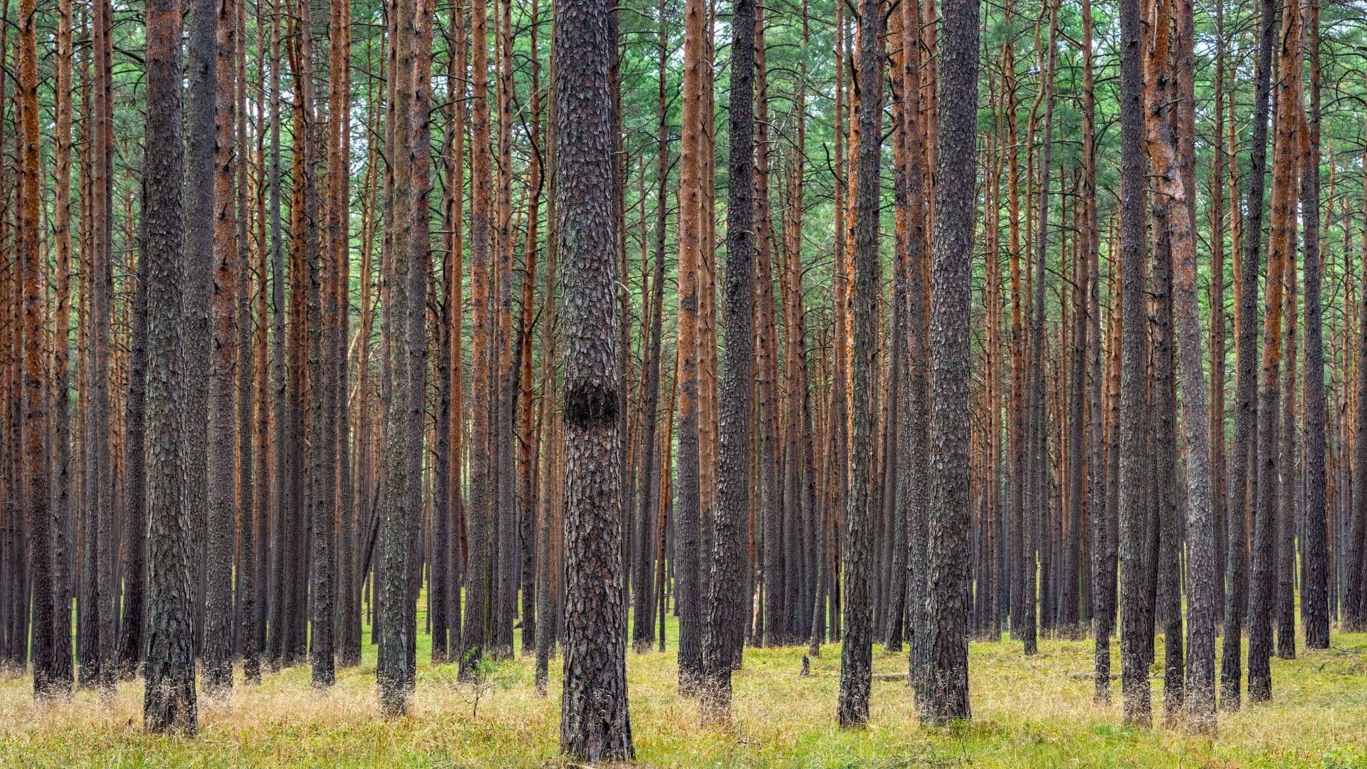 Tucholskie Bory i lasy. 15 miejsc, które warto zobaczyć